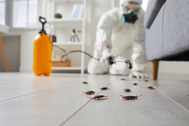 Commercial Kitchen Cockroach Control in Gila Bend